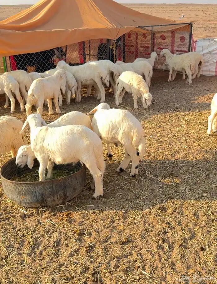 بهم للبيع العدد23 0