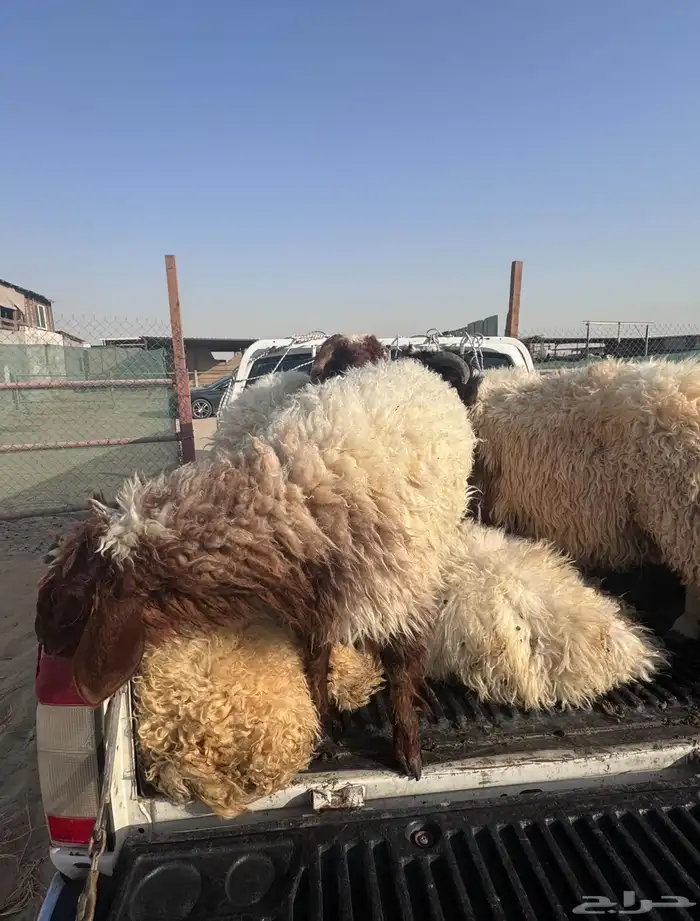 نعيمي او حري تمارا مع الذبح والتوصيل 2