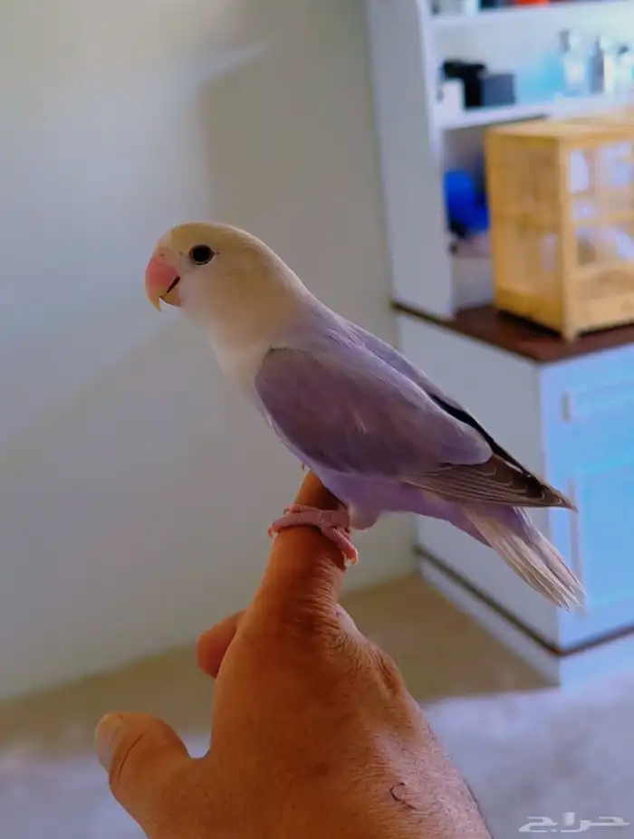 طير روز اليف انثى هدد 0