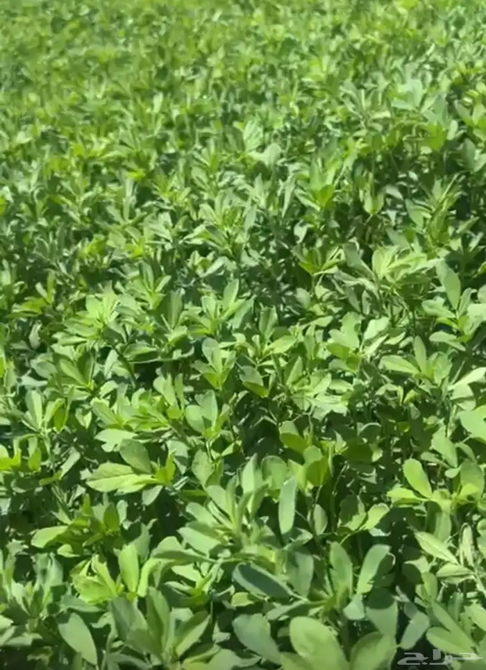 مدينة تبوك 2