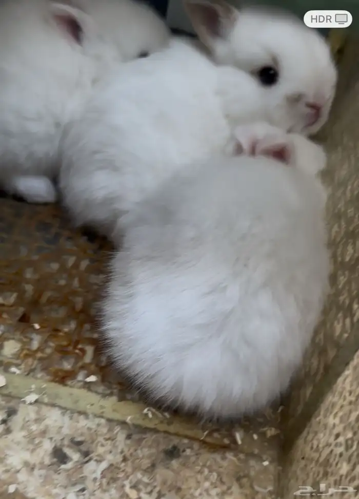 أرنب هولندي   قزم 0