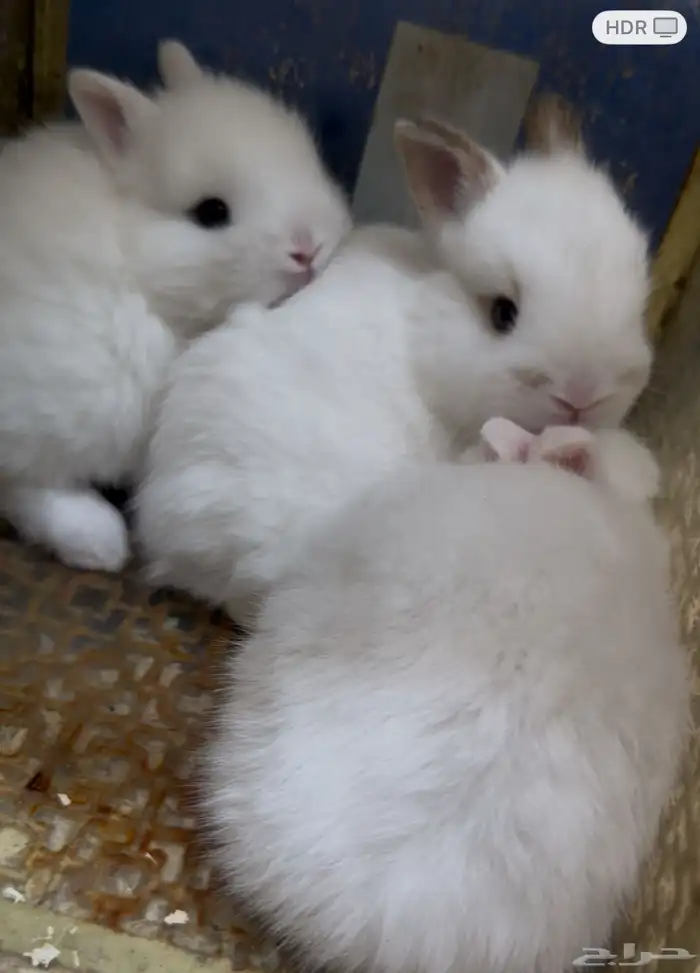 أرنب هولندي   قزم 1