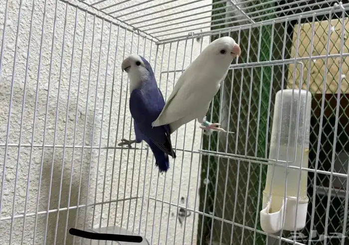 جوز روز منتج روعة 0