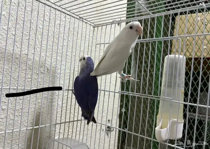 جوز روز منتج روعة 2