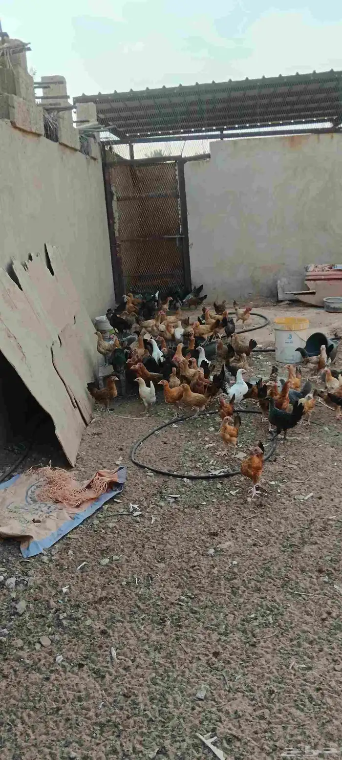 صوص دجاج بلدي شهرين ونص 1