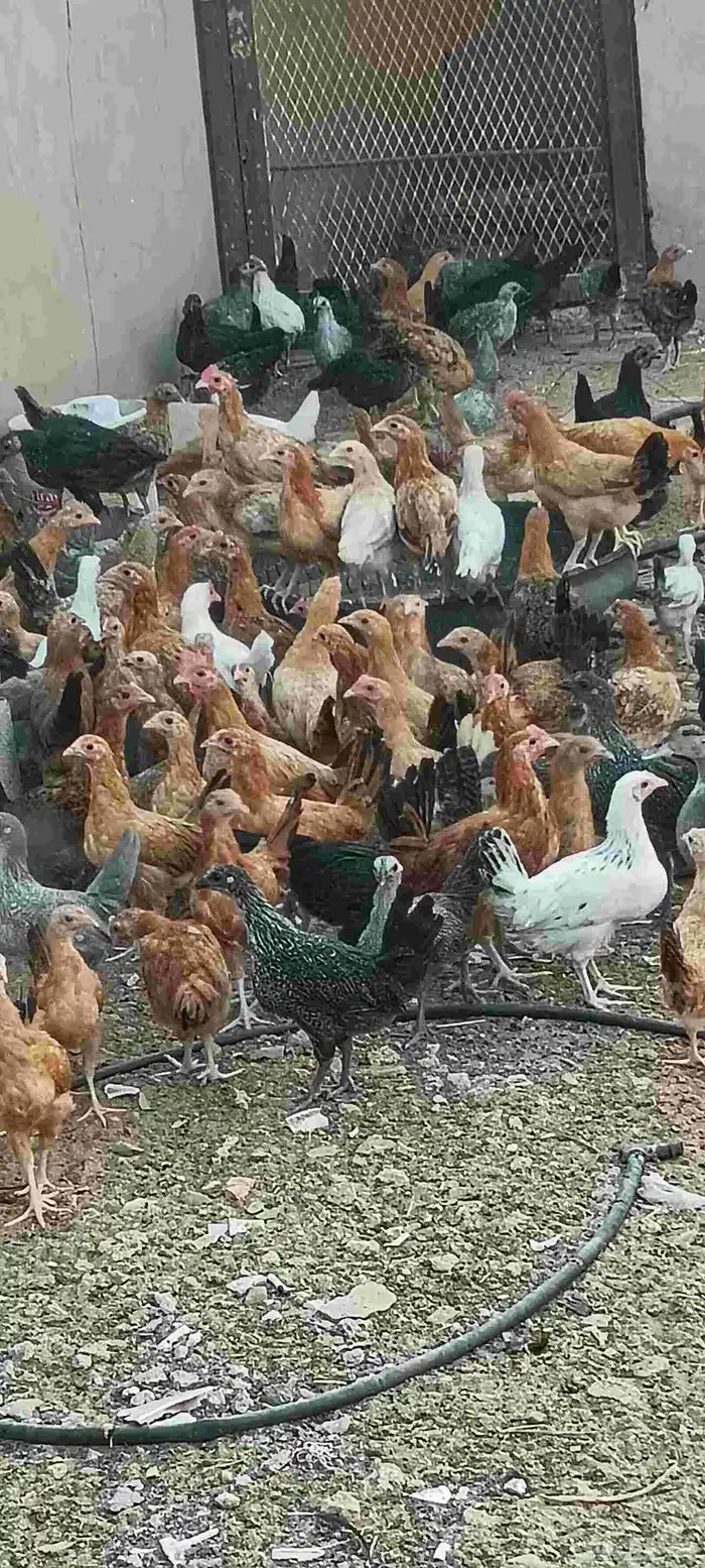 صوص دجاج بلدي شهرين ونص 0