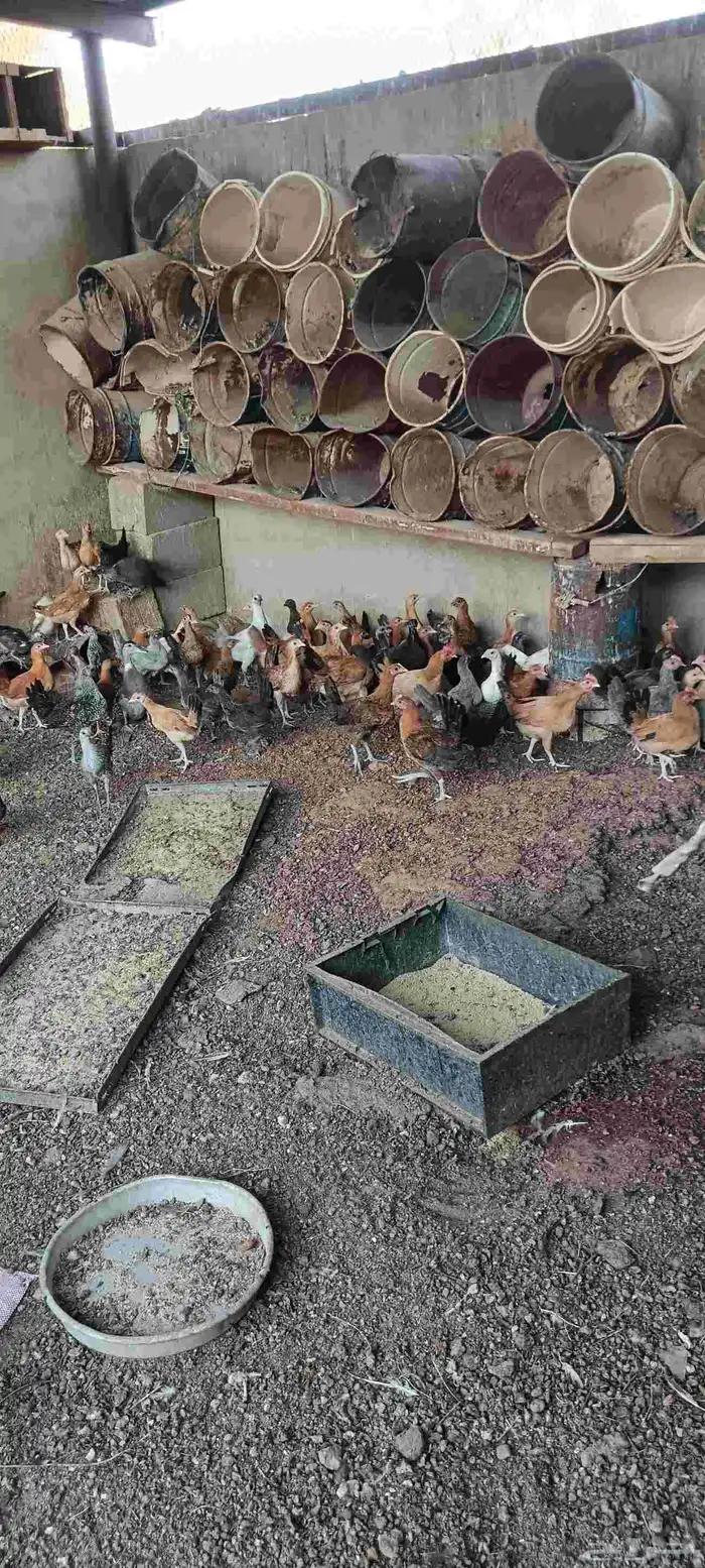 صوص دجاج بلدي شهرين ونص 2