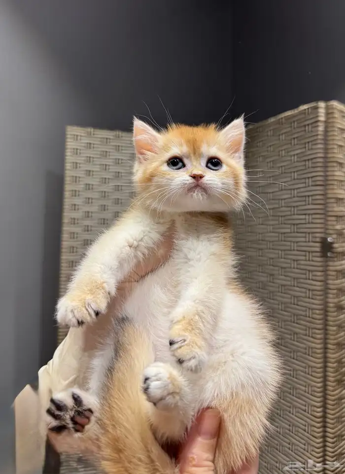 سكوتش ستريت ny12 انثى ( مع البيدكري) 0