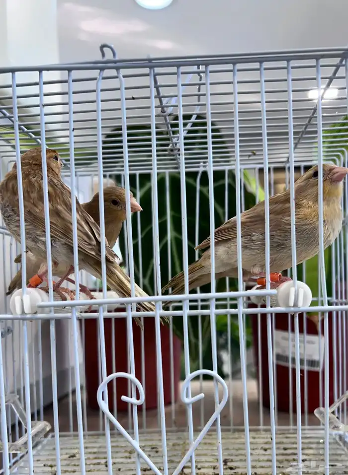 4 فروخ كناري ( تم البيع ) 24