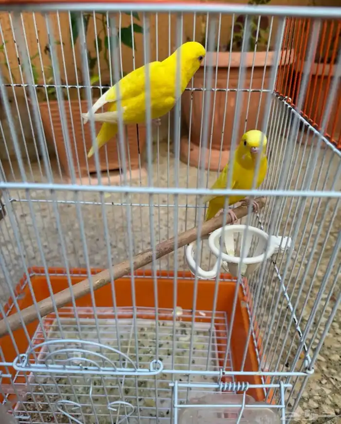 جوز حب لاتينو عيون جمر منتج 0