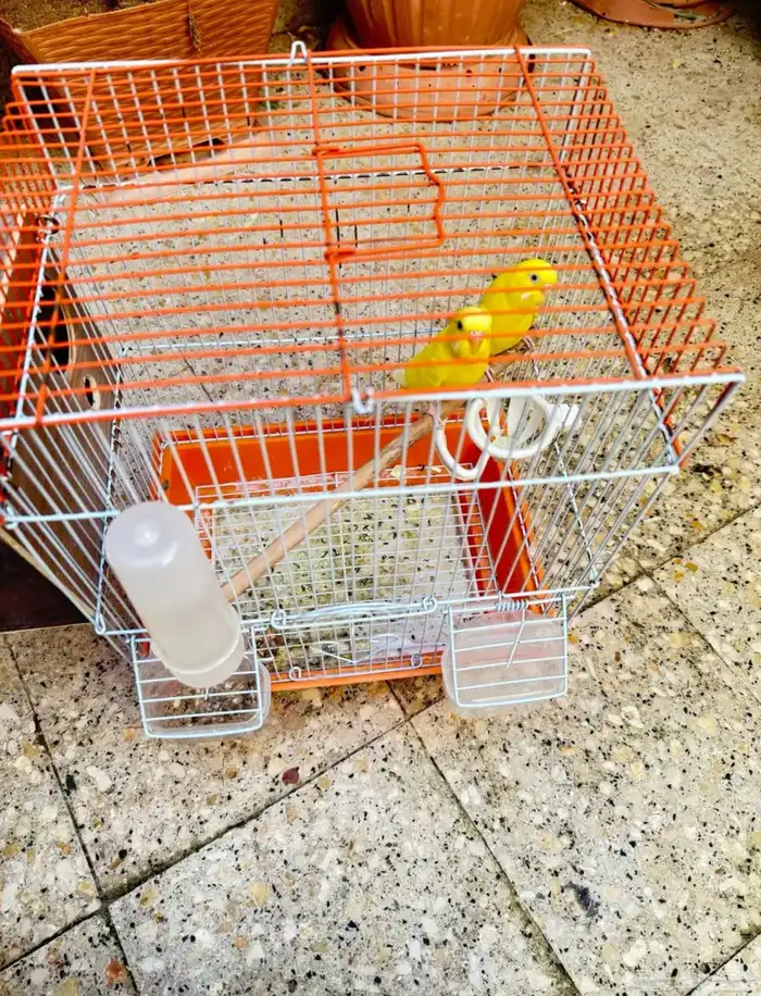 جوز حب لاتينو عيون جمر منتج 1