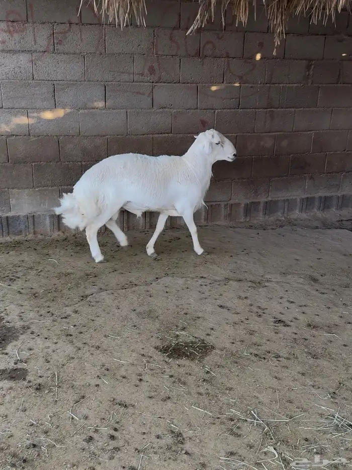 فحل مشروط للبيع ثني 0