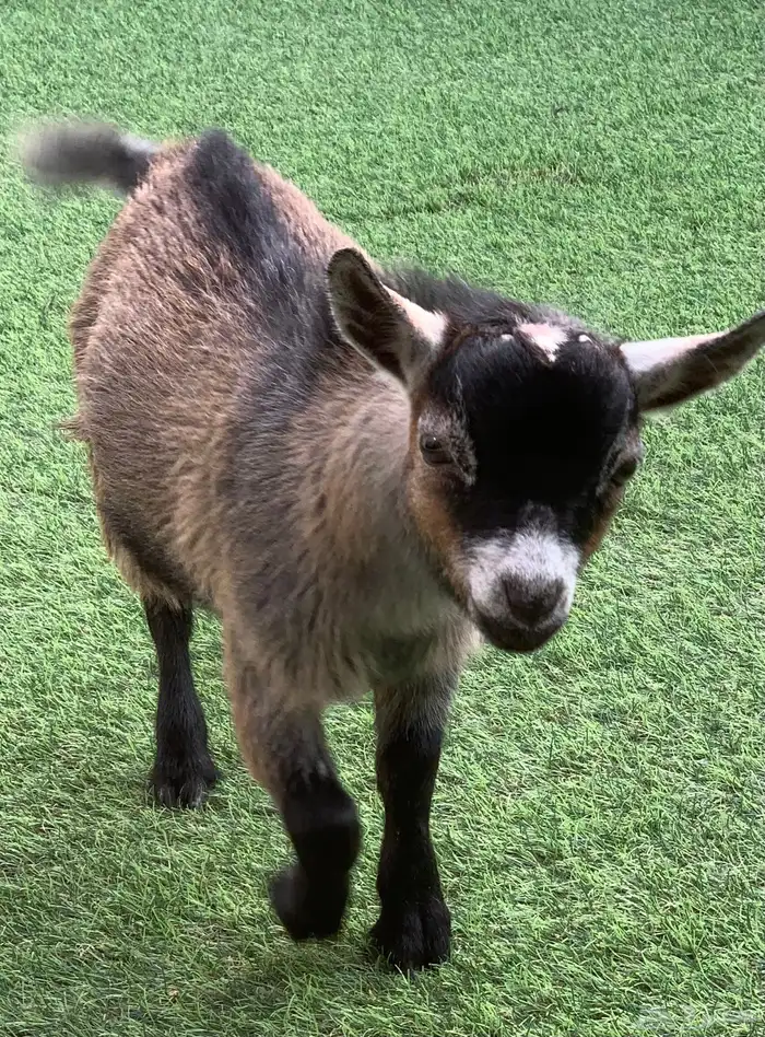 ماعز قزم نوع فاخر للبيع 1