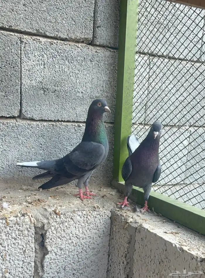 للبيع جوز قطيفي قلاب 2