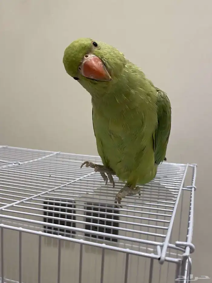 للبيع ببغاء 4