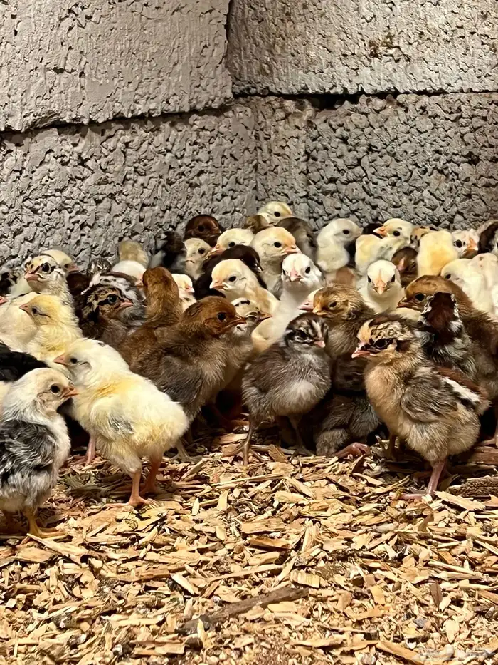 صوص دجاج بلدي 6