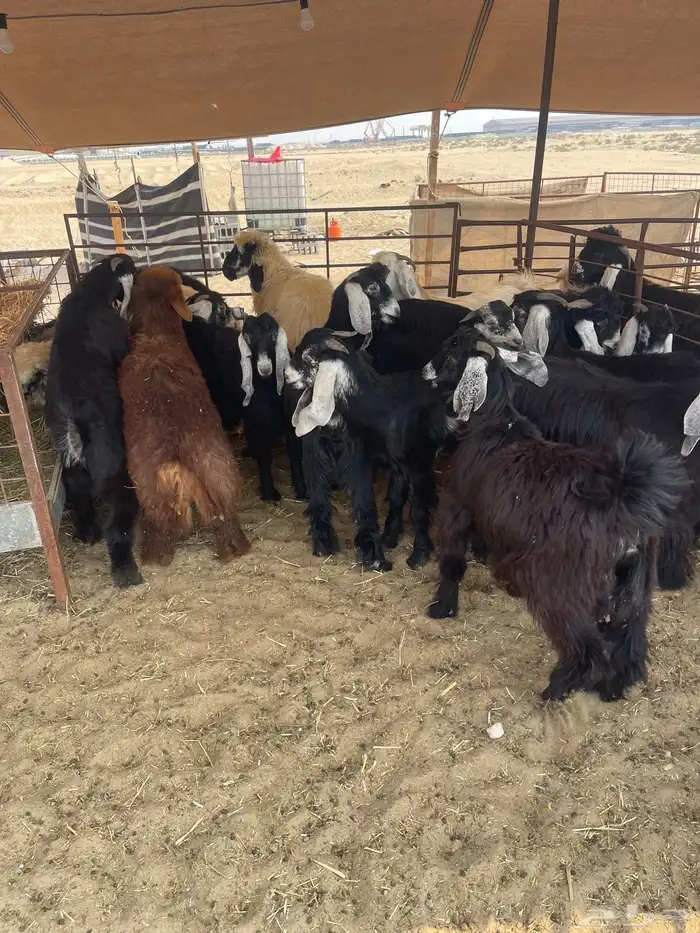 ذبايح عرب وتيوس 2