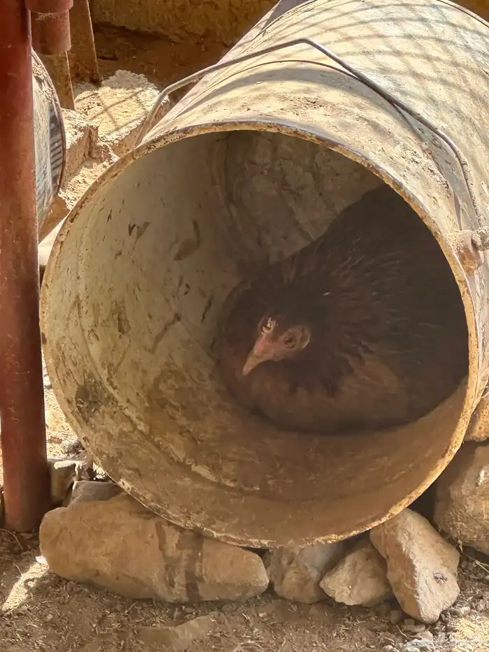 دجاج بلدي حضان 7