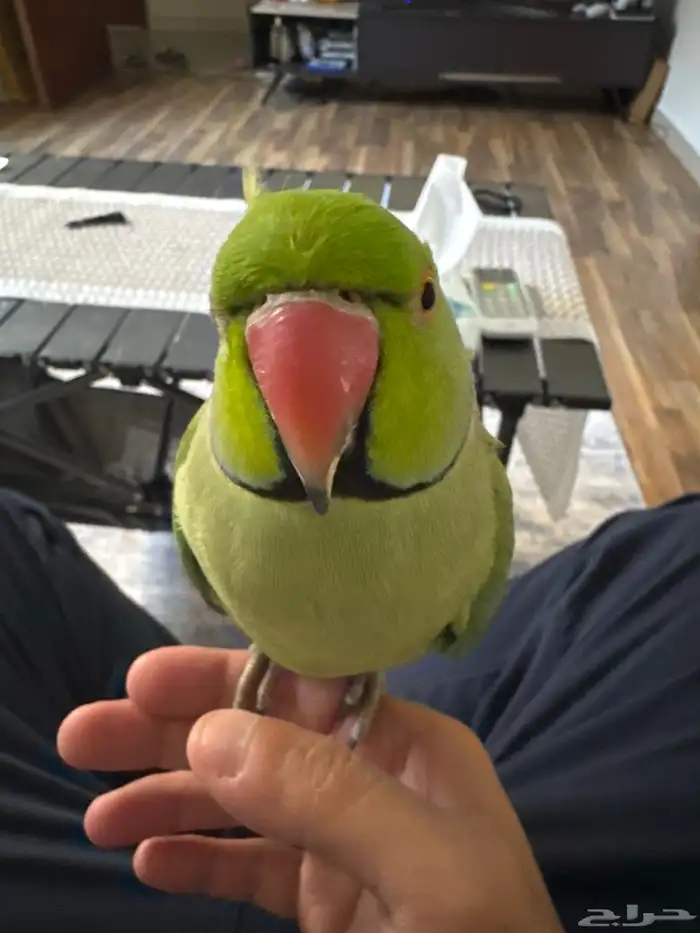 طير درة هندي اخضر مفقود 1