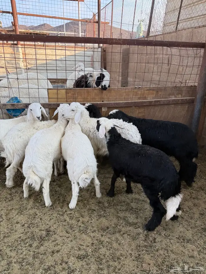 طليان وتيوس ذبائح نظيفه ع الشررط ( سلخ وتوصيل ) 4