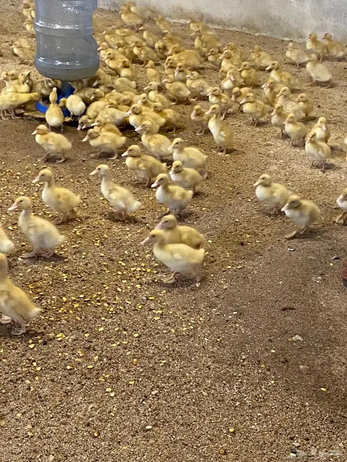 صوص بط بكيني 0