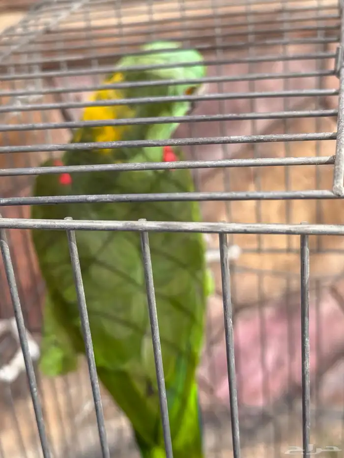 طيور للبيع 21