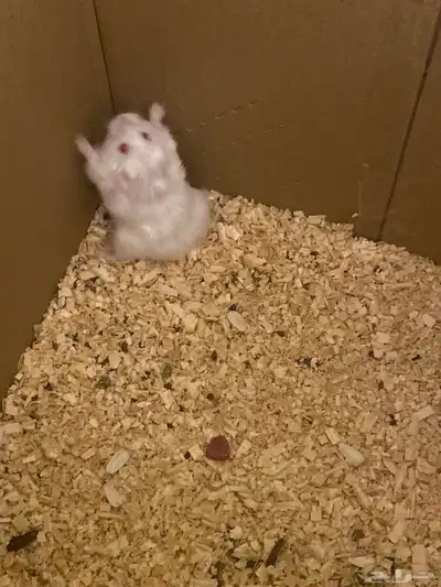 هامستر روسي index