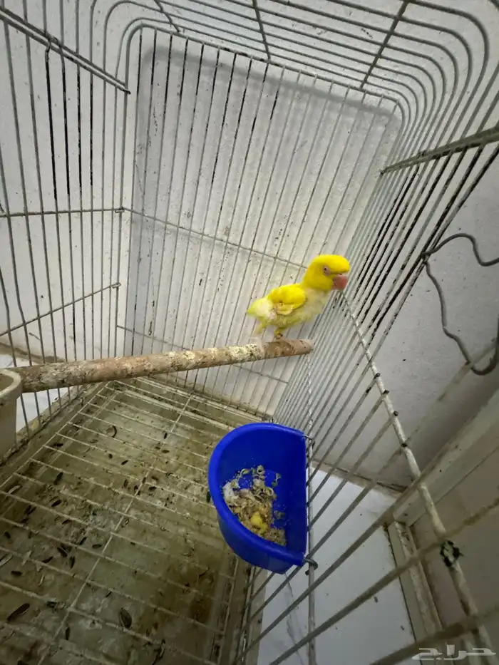 درة لا تينو 4