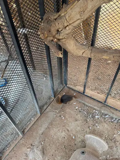 سناجب للبيع index