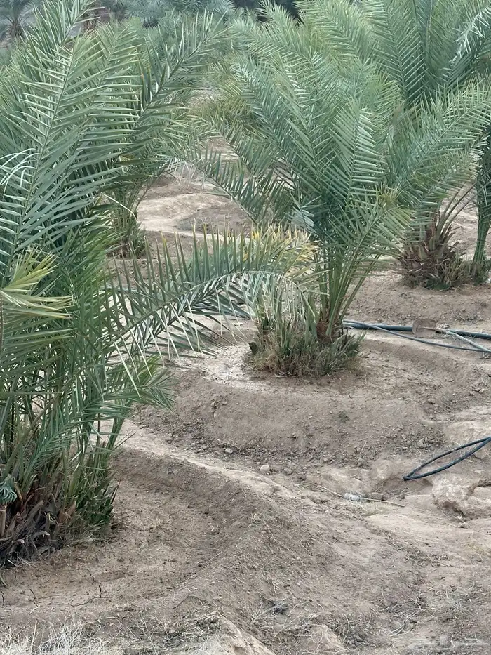 نخل مثمر نوايع 7