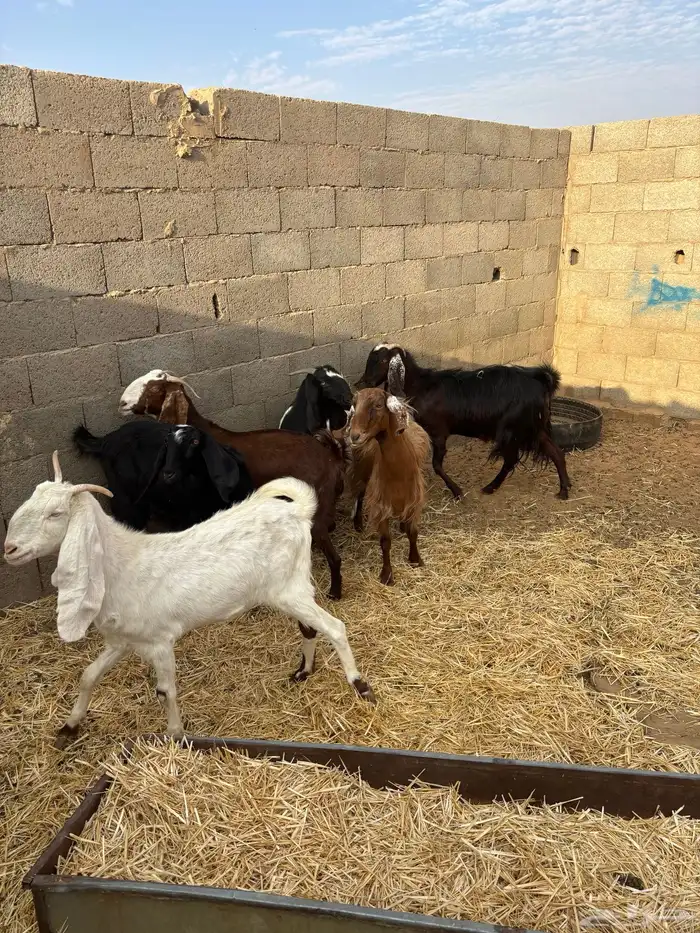 للبيع معزا دفيع ومضاريع 5