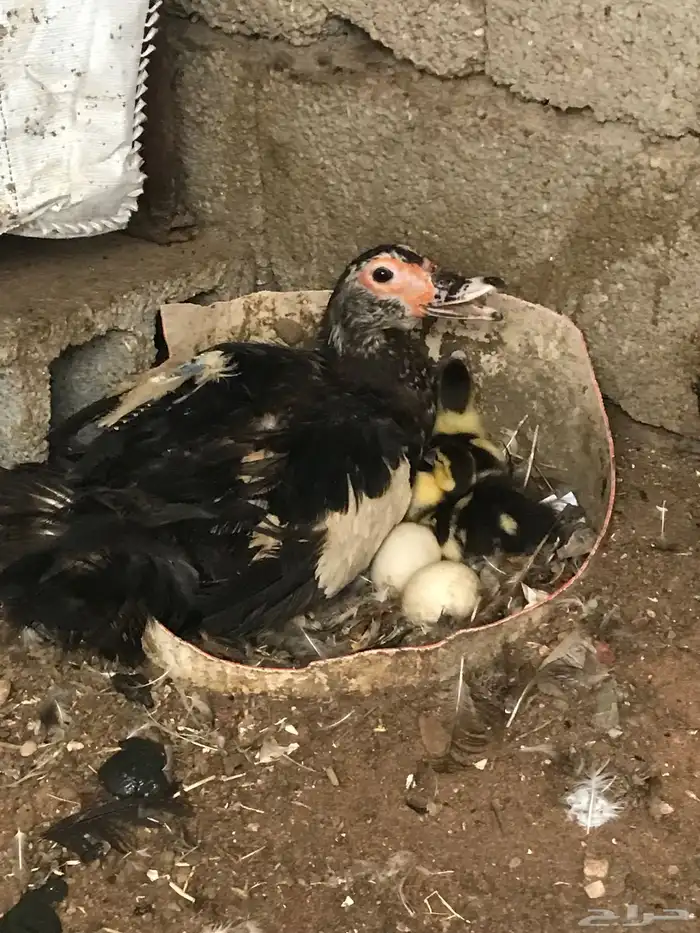 للبيع بط مصري تحته اثنين 1