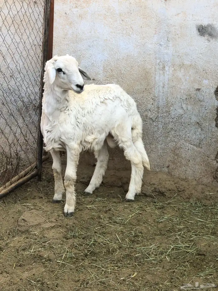 خروف نظيف ومن مراح طيب 2