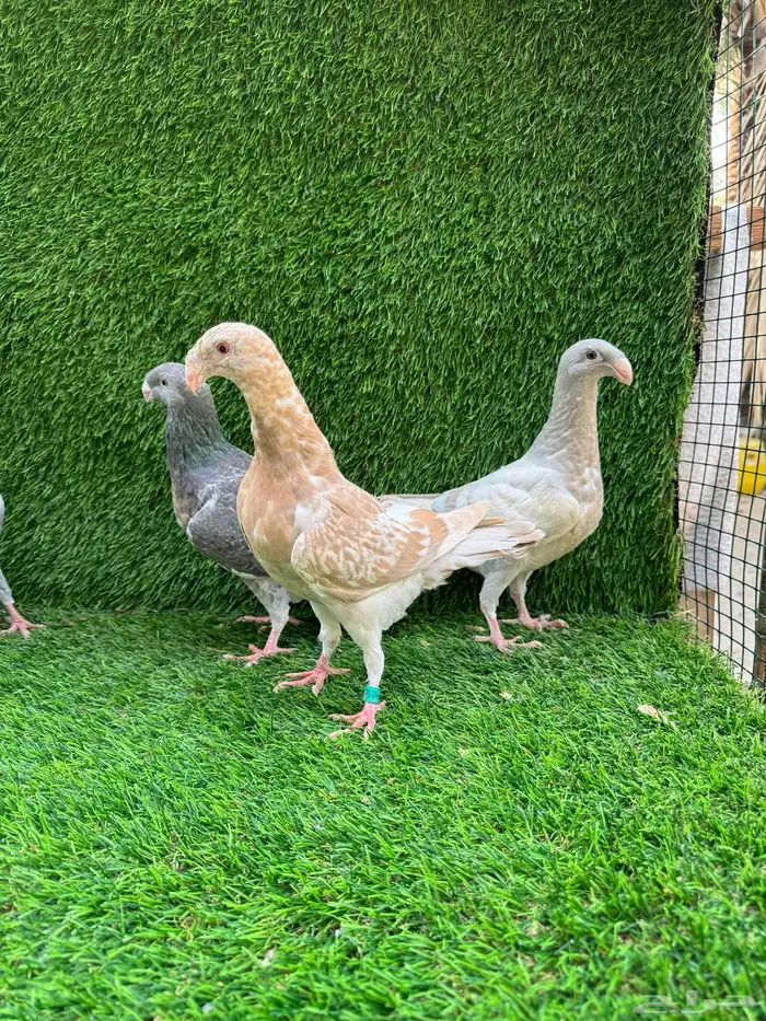 للبيع حمام هومر 0