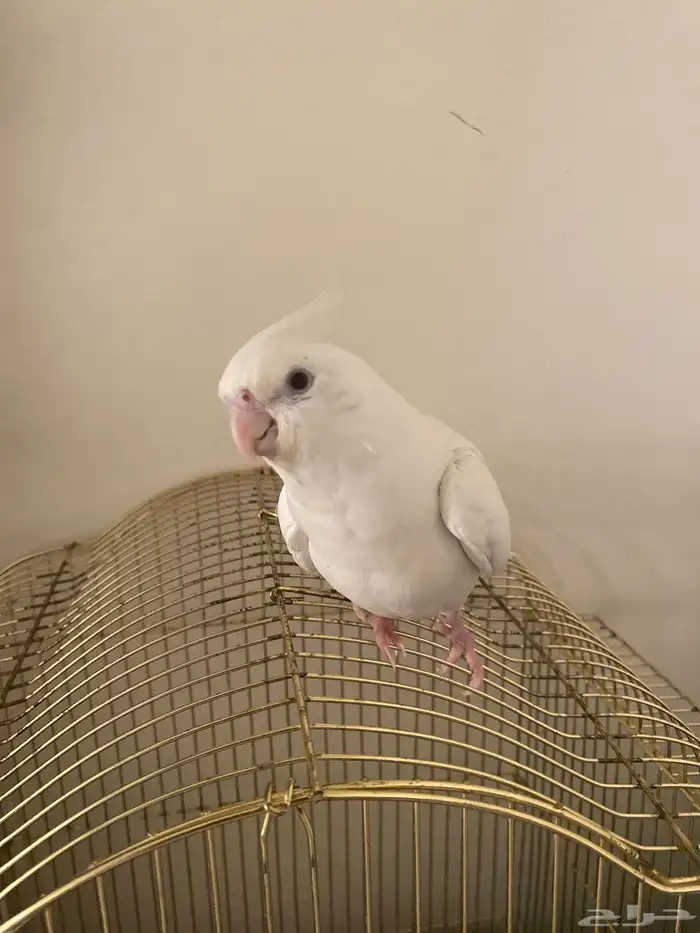 ببغاء كروان 0