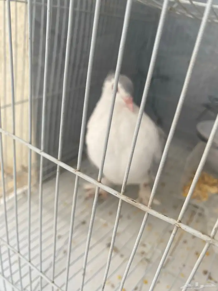 انثا شرزي اللون رصاصي شرط انتاج 100 100 علا السوم 1