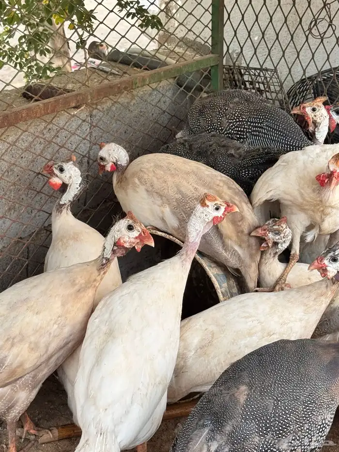 دجاج حبشي لون ابيض صك 0