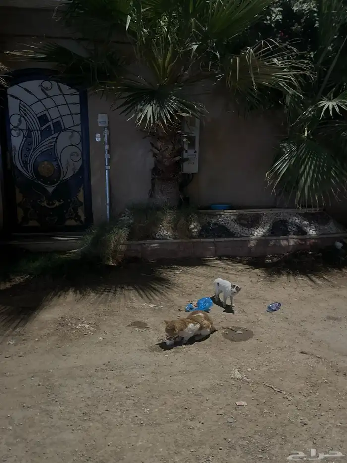 قط تعبان الي يقدر يساعده 5