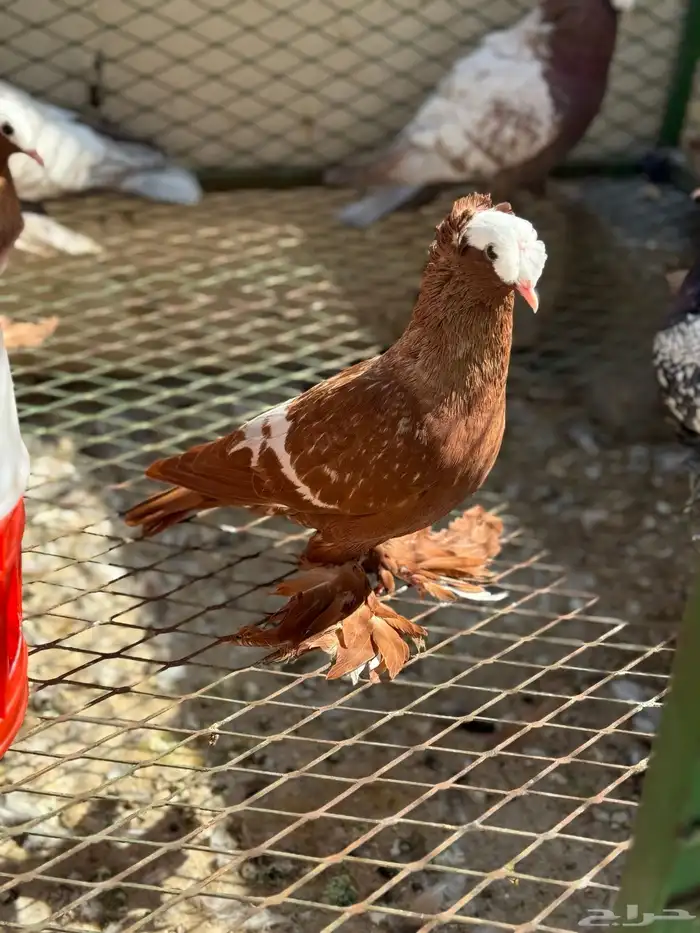 حمام ساكسون 4