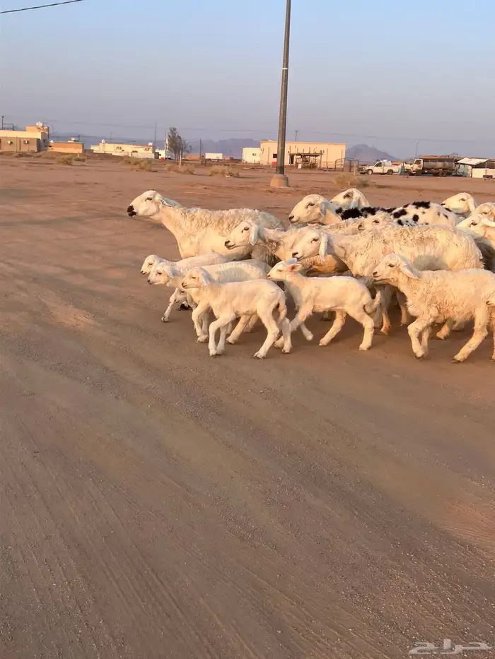 مراح حريات مواليد ولد 7