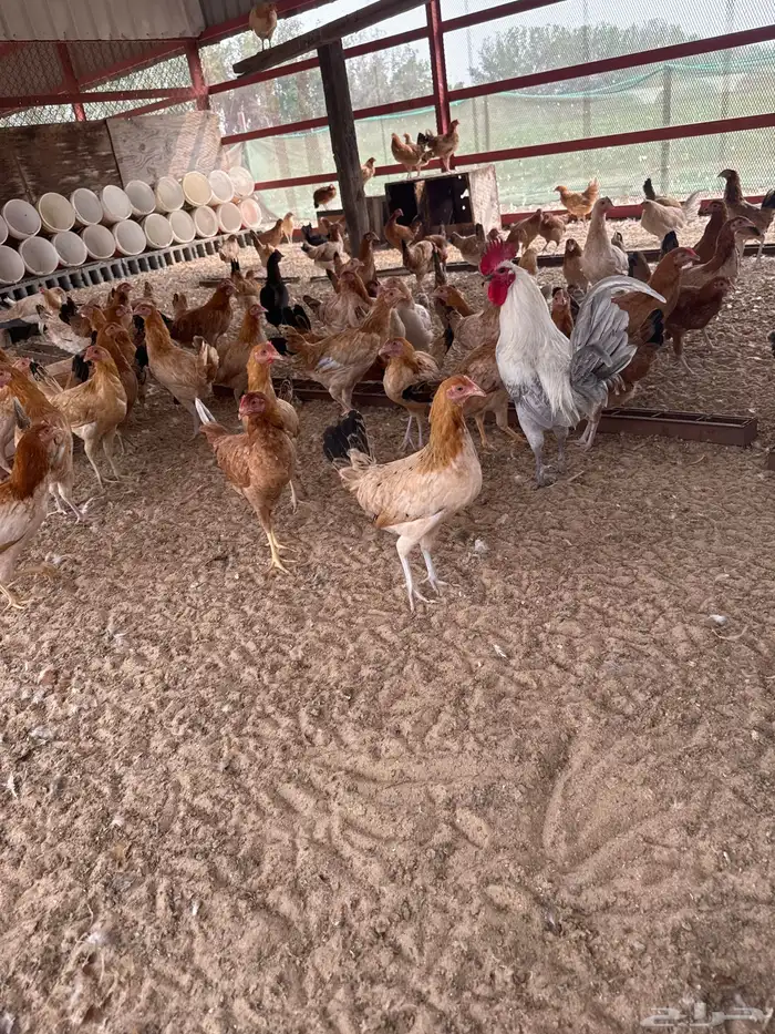 دجاج للبيع 1