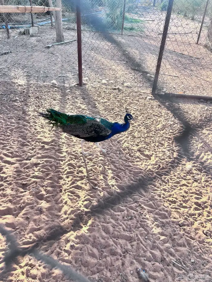 طاوس ذكر للبيع 0