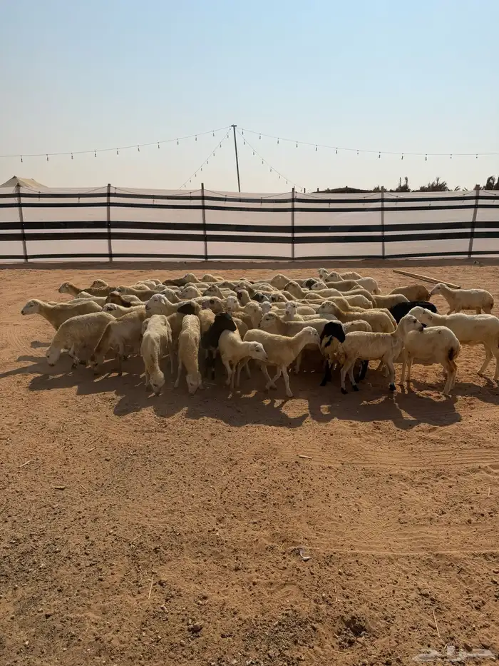 للبيع رخال رفيديات العدد 70 الصحة شرط تم البيع تم البيع 3