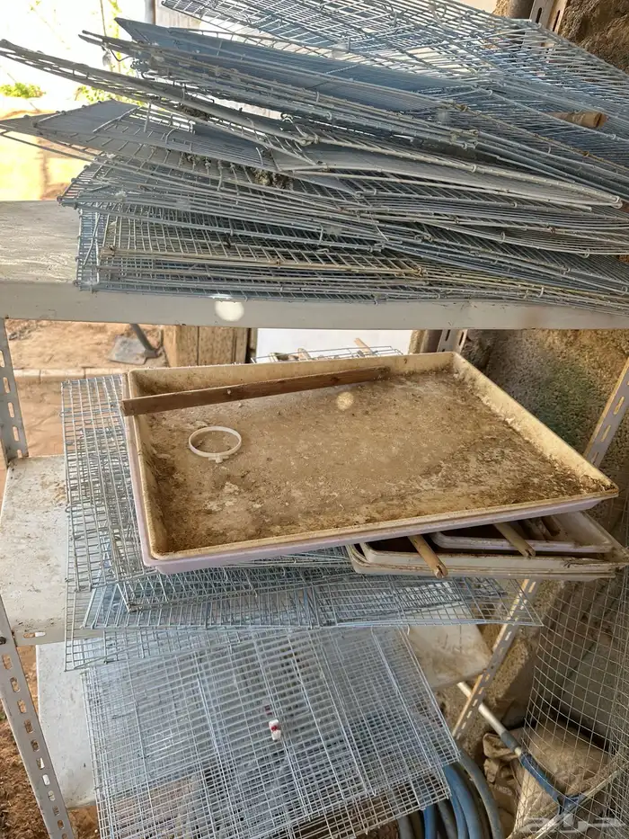 شبوك طيور 600-601 كناري 3