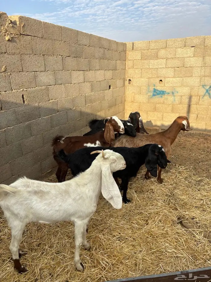 للبيع معزا دفيع ومضاريع 4