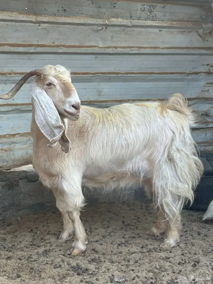 معزا عارضية فاخرة 1