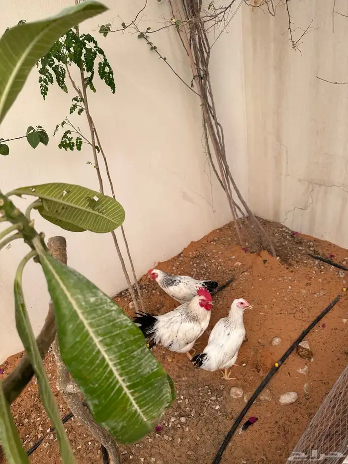 دجاج فرنسي للبيع 2