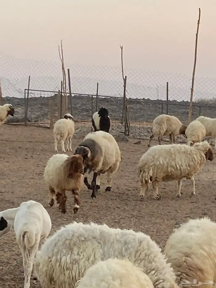 فحل نعيمي جبر و ناهي 4