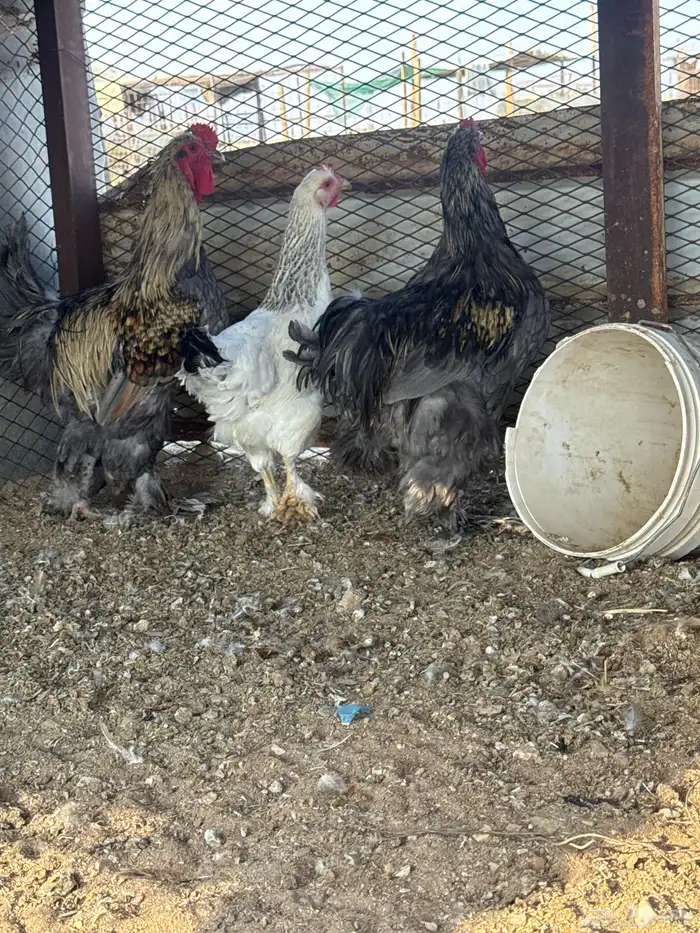 دجاج براهما 2 ديك 1دجاجه الصحه شرط 5