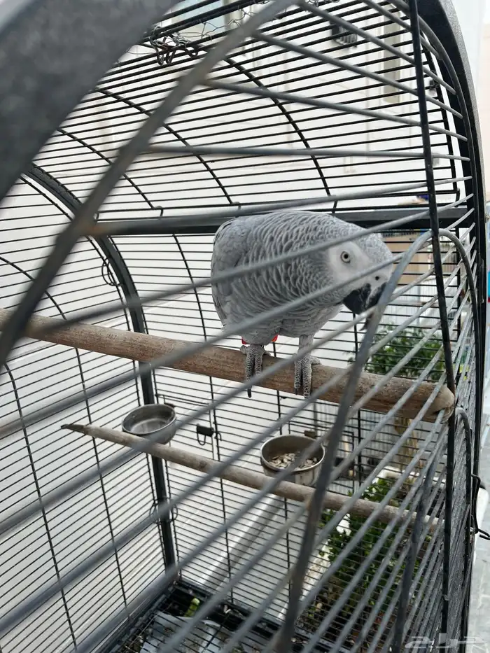 تم البيع. كاسكو 1